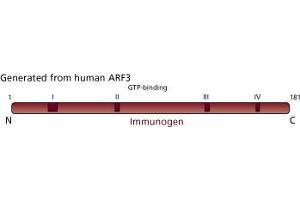 Image no. 2 for anti-ADP-Ribosylation Factor 3 (ARF3) (AA 1-181) antibody (ABIN968175) (ARF3 anticorps  (AA 1-181))