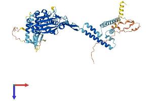 AlphaFold protein structure predicition of Human Recombinant SCNN1G Protein, UniprotID P51170