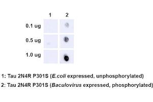 Dot Blot analysis using Rabbit Anti-Tau Monoclonal Antibody, Clone AH36 (ABIN6932896).