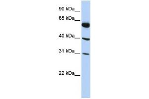 Western Blotting (WB) image for anti-LysM, Putative Peptidoglycan-Binding, Domain Containing 4 (LYSMD4) antibody (ABIN2459611) (LYSMD4 anticorps)