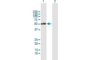 ESAM antibody  (AA 1-390)