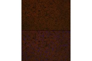 Immunofluorescence analysis of rat liver using Apolipoprotein C3 Rabbit mAb (ABIN7265640) at dilution of 1:100 (40x lens).