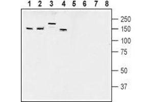 Western blot analysis of rat brain membranes (lanes 1 and 5), mouse brain membranes (lanes 2 and 6), rat dorsal root ganglion lysates (lanes 3 and 7) and mouse lung lysates (lanes 4 and 8): - 1-4. (AKAP5 anticorps  (Intracellular))