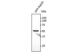 Anti-Rab35 Ab at 1/1,000 dilution, 293HEK transfected with GFP-Rab35 , lysates at 100 µg per Iane, to goat lgG (HRP) at 1/10,000 dilution,