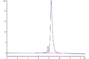 The purity of Biotinylated Human CD3E&CD3G is greater than 95 % as determined by SEC-HPLC. (CD3E & CD3G (AA 23-120) protein (His tag,Biotin))