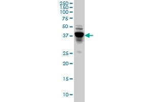 NDRG4 antibody  (AA 1-339)