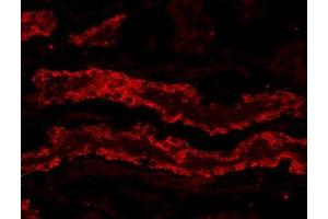 Immunofluorescence (IF) image for Glutathione Peroxidase 3 (Plasma) (GPX3) peptide (ABIN369491)