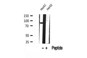 Western blot analysis of extracts of HepG2 cells, using DDX21 antibody. (DDX21 anticorps  (Internal Region))