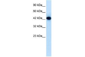WB Suggested Anti-RNF135 Antibody Titration:  0. (RNF135 anticorps  (Middle Region))