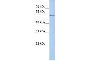 WB Suggested Anti-KCNK10 Antibody Titration:  0. (KCNK10 anticorps  (N-Term))