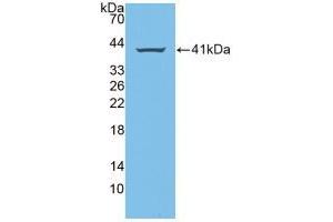Western blot analysis of recombinant Human AREG. (Amphiregulin anticorps  (AA 20-100))
