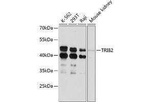 Western blot analysis of extracts of various cell lines, using TRIB2 antibody (ABIN6129152, ABIN6149496, ABIN6149497 and ABIN6215354) at 1:3000 dilution. (TRIB2 anticorps  (AA 1-120))