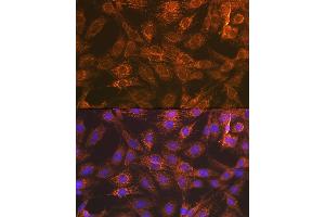 Immunofluorescence analysis of C6 cells using Smac/Diablo Rabbit mAb (ABIN7270177) at dilution of 1:100 (40x lens). (DIABLO anticorps)