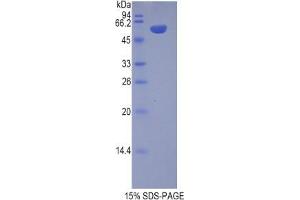 SDS-PAGE analysis of Pig Chromogranin B Protein. (CHGB Protéine)