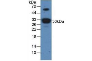 Detection of APOA1 in Mouse Brain Tissue using Polyclonal Antibody to Apolipoprotein A1 (APOA1)