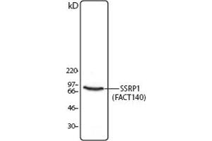 Image no. 1 for anti-Structure Specific Recognition Protein 1 (SSRP1) antibody (ABIN205543) (SSRP1 anticorps)
