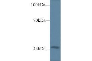 Detection of TRDN in Mouse Heart lysate using Polyclonal Antibody to Triadin (TRDN) (Triadin anticorps  (AA 486-687))