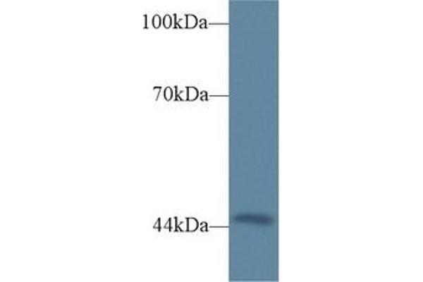 Triadin antibody  (AA 486-687)