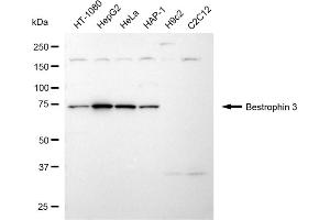 Western blotting analysis using bestrophin 3 antibody (ABIN7797762).