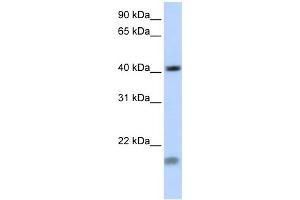 WB Suggested Antibody Titration: 0. (SHOX2 anticorps  (Middle Region))