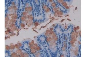 Detection of TFF3 in Mouse Intestine Tissue using Polyclonal Antibody to Trefoil Factor 3 (TFF3)