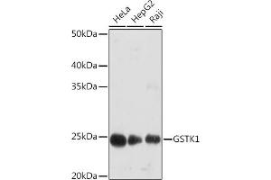 Western blot analysis of extracts of various cell lines, using GSTK1 Rabbit mAb (ABIN7267442) at 1:1000 dilution. (GSTK1 anticorps)