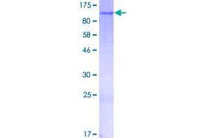 Image no. 1 for Family with Sequence Similarity 160, Member B1 (FAM160B1) (AA 1-738) protein (GST tag) (ABIN1353477)