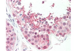Anti-BAG6 / G3 / Scythe antibody IHC staining of human testis. (BAT3 anticorps  (C-Term))
