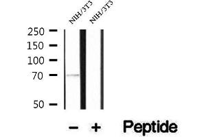 Western blot analysis of extracts of NIH/3T3 cells, using PCCA antibody. (PCCA anticorps  (C-Term))