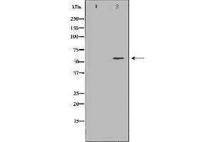 Western blot analysis of extracts of HEK-293, using PSAP antibody. (Prosaposin anticorps  (Internal Region))