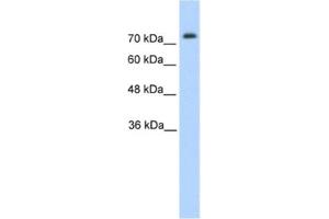 Western Blotting (WB) image for anti-Pannexin 2 (PANX2) antibody (ABIN2462629) (Pannexin 2 anticorps)