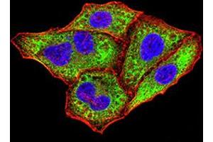 Immunofluorescence analysis of Hela cells using IghA1 mouse mAb (green). (IGHA1 anticorps  (AA 207-353))