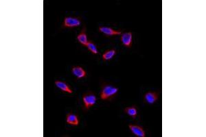 Image no. 2 for anti-CD9 (CD9) (Middle Region) antibody (ABIN357005) (CD9 anticorps  (Middle Region))