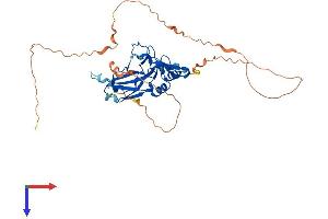 AlphaFold protein structure predicition of Mouse Recombinant Tbx10 Protein, UniprotID Q810F8