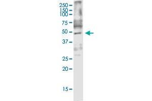 ARMCX3 monoclonal antibody (M01), clone 2G3. (ARMCX3 anticorps  (AA 278-379))