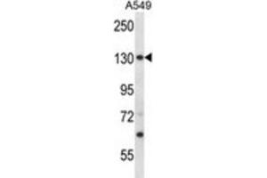 Western Blotting (WB) image for anti-Proteasome (Prosome, Macropain) 26S Subunit, Non-ATPase, 1 (PSMD1) antibody (ABIN2998102)