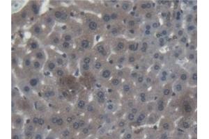 Detection of CTSF in Mouse Liver Tissue using Polyclonal Antibody to Cathepsin F (CTSF) (Cathepsin F anticorps  (AA 249-462))