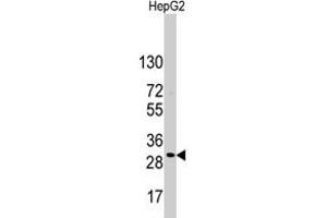 Western blot analysis of CD9 polyclonal antibody  in HepG2 cell line lysates (35 ug/lane). (CD9 anticorps  (Internal Region))