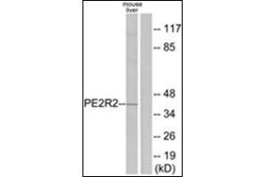 Western blot analysis of extracts from mouse liver cells, using PE2R2 Antibody. (PTGER2 anticorps  (C-Term))