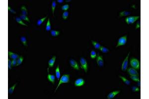 Immunofluorescent analysis of Hela cells using ABIN7164882 at dilution of 1:100 and Alexa Fluor 488-congugated AffiniPure Goat Anti-Rabbit IgG(H+L) (PCOTH anticorps  (AA 50-100))