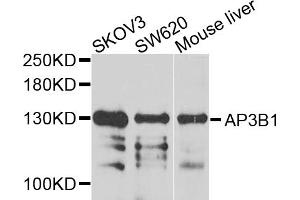 Western blot analysis of extracts of various cell lines, using AP3B1 antibody. (AP3B1 anticorps)
