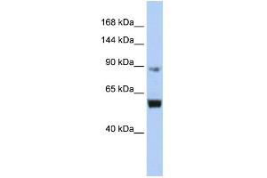 WB Suggested Anti-MCM10 Antibody Titration:  0. (MCM10 anticorps  (Middle Region))