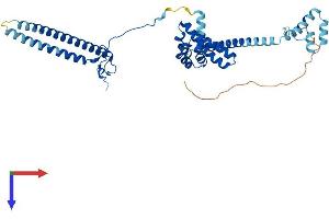 AlphaFold protein structure predicition of Mouse Recombinant Cdc37 Protein, UniprotID Q61081