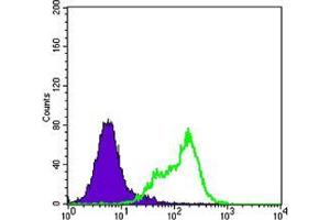 Flow cytometric analysis of Hela cells using THAP11 mouse mAb (green) and negative control (purple). (THAP11 anticorps)