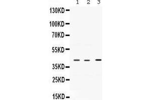 Western Blotting (WB) image for anti-C-Fos Induced Growth Factor (Vascular Endothelial Growth Factor D) (Figf) (AA 89-205) antibody (ABIN3044524)