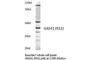 Western blot (WB) analysis of GAS41 antibody in extracts from raw264. (GAS41 anticorps)