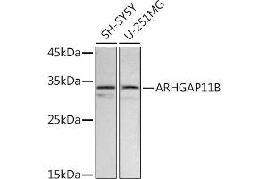 Western blot analysis of extracts of various cell lines, using B antibody (ABIN7269963) at 1:500 dilution. (ARHGAP11B anticorps  (AA 218-267))