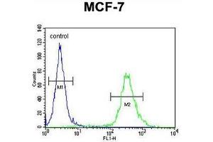 CI150 Antibody (N-term) flow cytometric analysis of MCF-7 cells (right histogram) compared to a negative control cell (left histogram). (CI150 anticorps  (N-Term))