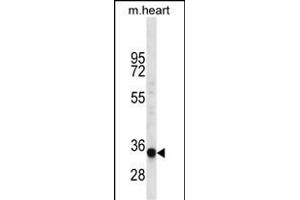 LIX1L Antibody (Center) (ABIN656531 and ABIN2845797) western blot analysis in mouse heart tissue lysates (35 μg/lane). (LIX1L anticorps  (AA 160-189))