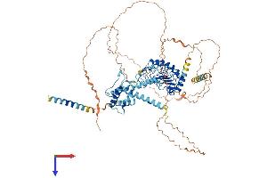 AlphaFold protein structure predicition of Human Recombinant LRCH1 Protein, UniprotID Q9Y2L9